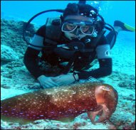 Mantanani Island – Leisure Diving